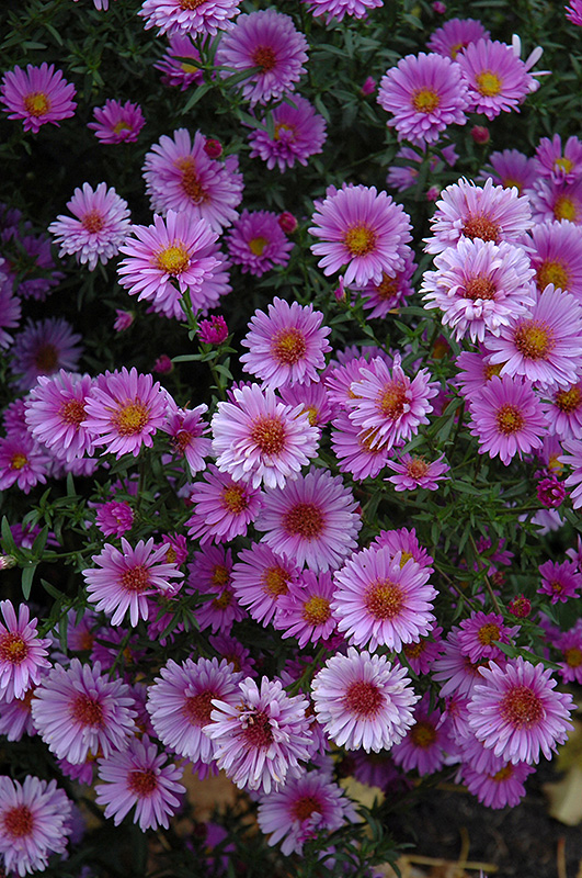 Purple Dome Aster (Aster novae-angliae 'Purple Dome') at Alsip Home and Nursery