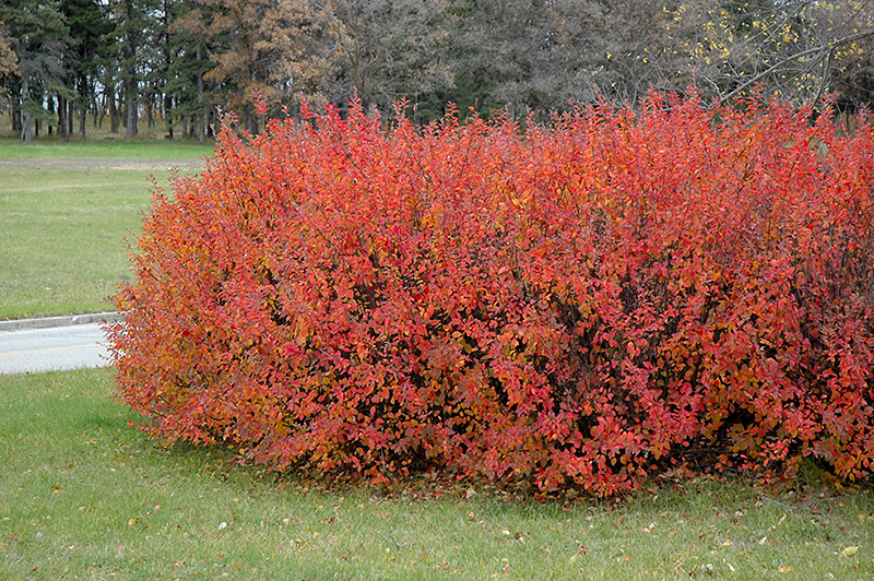 Hedge Cotoneaster (Cotoneaster lucidus) at Alsip Home and Nursery