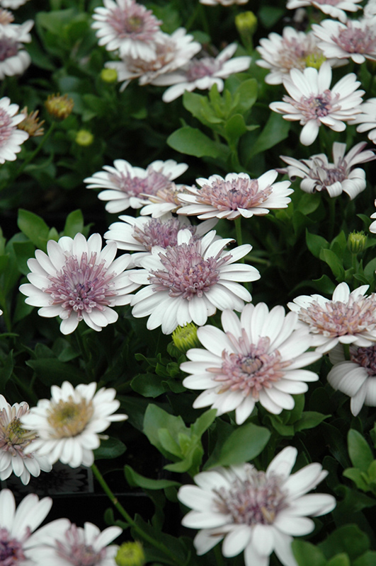 3D Silver African Daisy (Osteospermum '3D Silver') at Alsip Home and Nursery