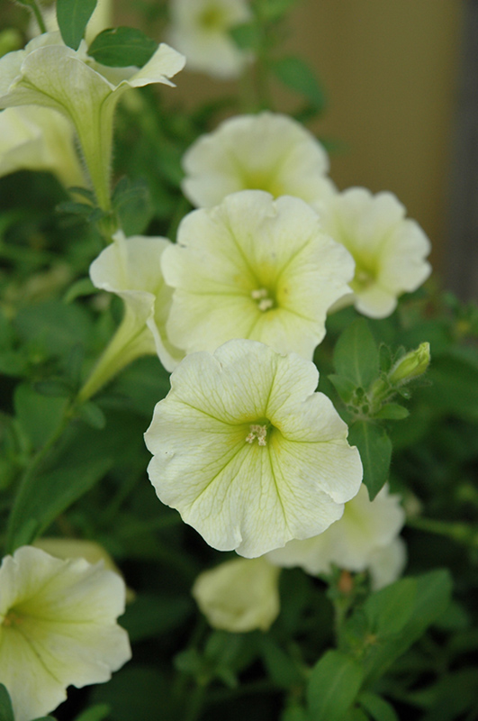 Surfinia Yellow Petunia (Petunia 'Surfinia Yellow') at Alsip Home and Nursery