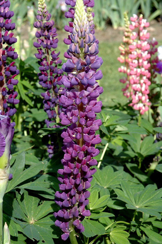 Popsicle Blue Lupine (Lupinus 'Popsicle Blue') at Alsip Home and Nursery