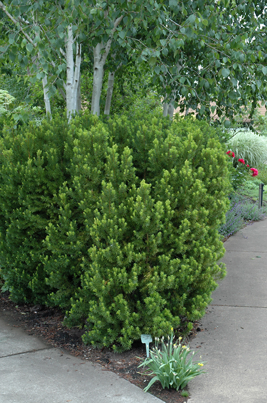 Hicks Yew (Taxus x media 'Hicksii') at Alsip Home and Nursery