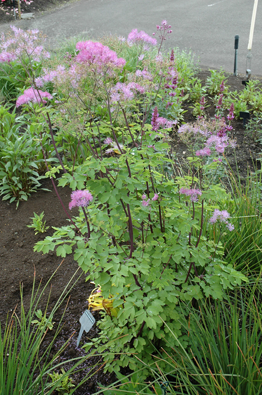 Black Stockings Meadow Rue (Thalictrum 'Black Stockings') at Alsip Home and Nursery