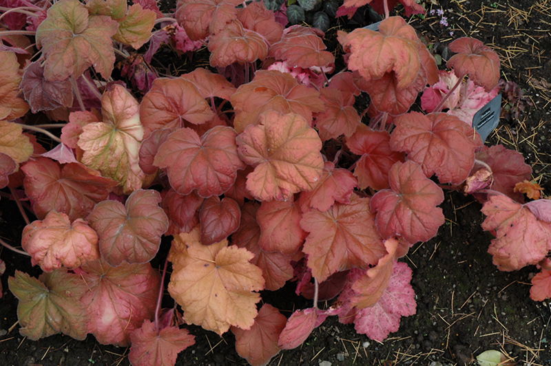 Southern Comfort Coral Bells (Heuchera 'Southern Comfort') at Alsip Home and Nursery