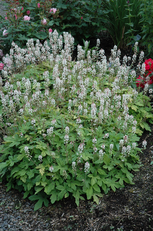 Spring Symphony Foamflower (Tiarella 'Spring Symphony') at Alsip Home and Nursery
