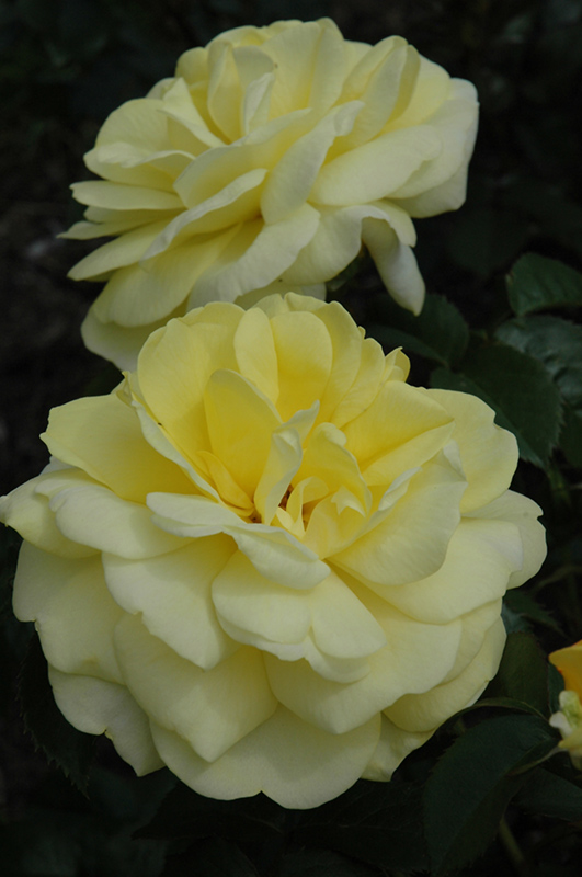Yellow Brick Road Rose (Rosa 'Yellow Brick Road') at Alsip Home and Nursery