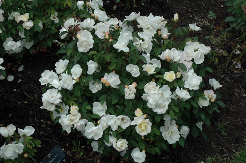 White Knock Out Rose (Rosa 'Radwhite') at Alsip Home and Nursery