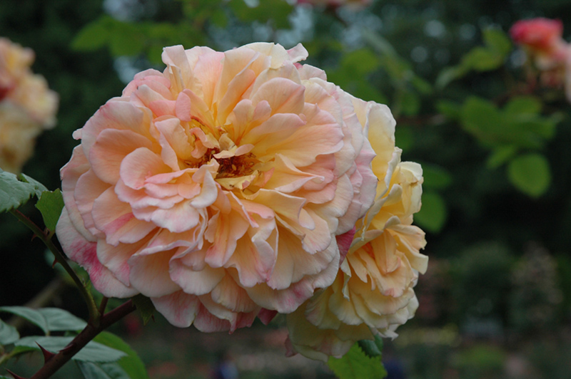 Aloha Hawaii Rose (Rosa 'KORwesrug') in Frankfort Chicago St Johns ...