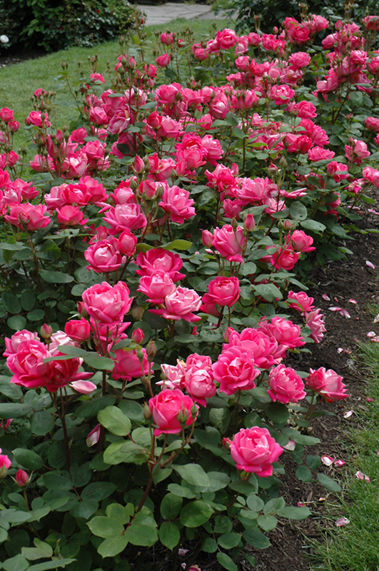 Double Knock Out Rose (Rosa 'Radtko') at Alsip Home and Nursery