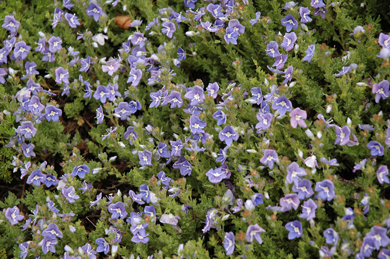 Blue Woolly Speedwell (Veronica pectinata) at Alsip Home and Nursery