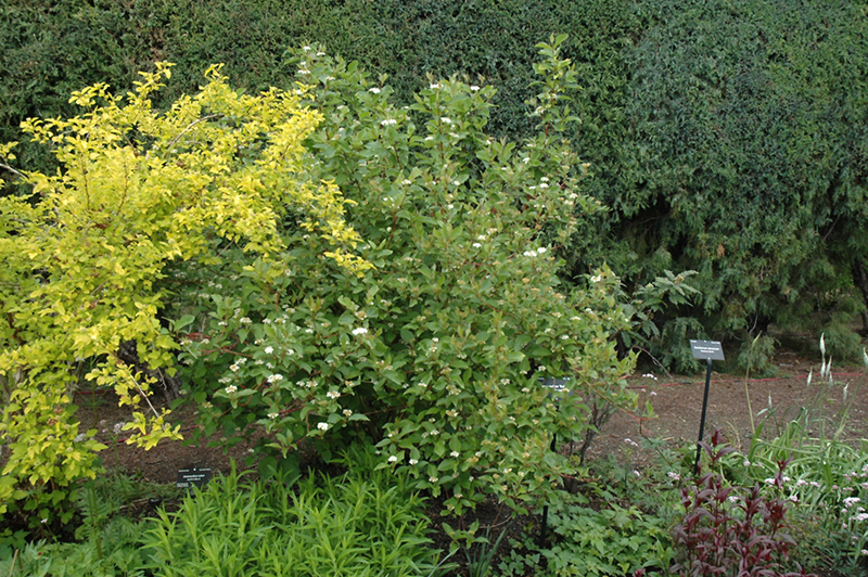 Red Osier Dogwood (Cornus sericea) at Alsip Home and Nursery