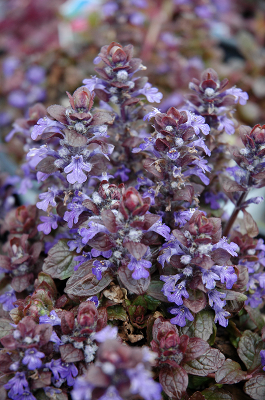 Bronze Beauty Bugleweed (Ajuga reptans 'Bronze Beauty') at Alsip Home and Nursery