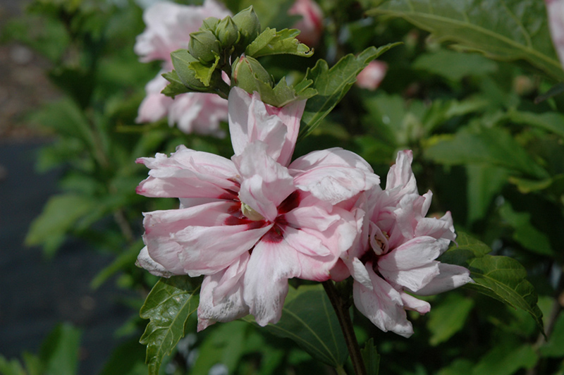 Blushing Bride Rose Of Sharon (Hibiscus syriacus 'Blushing Bride') at Alsip Home and Nursery