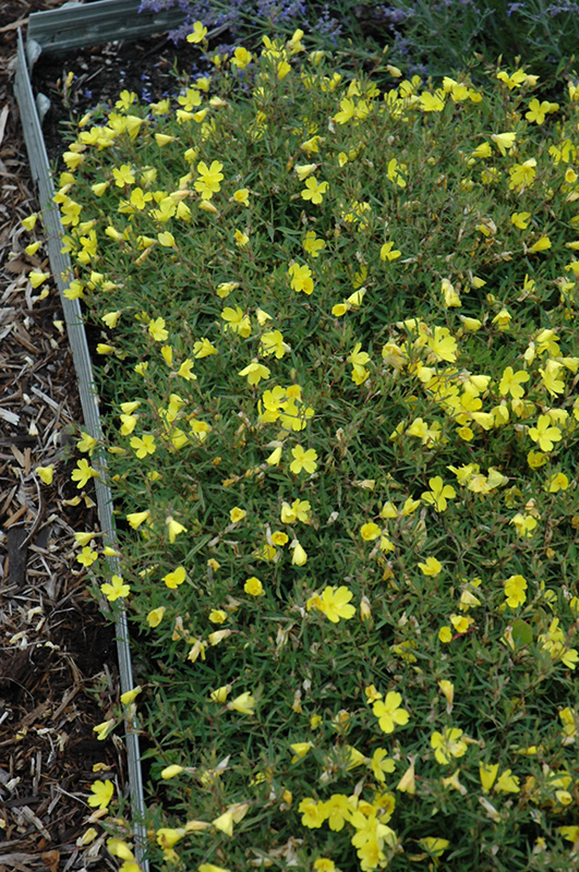 Lemon Drop Primrose (Oenothera 'Innoeno131') at Alsip Home and Nursery