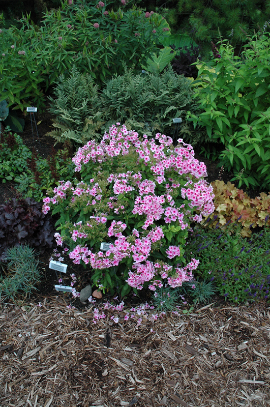 Pixie Twinkle Garden Phlox (Phlox paniculata 'Pixie Twinkle') at Alsip Home and Nursery