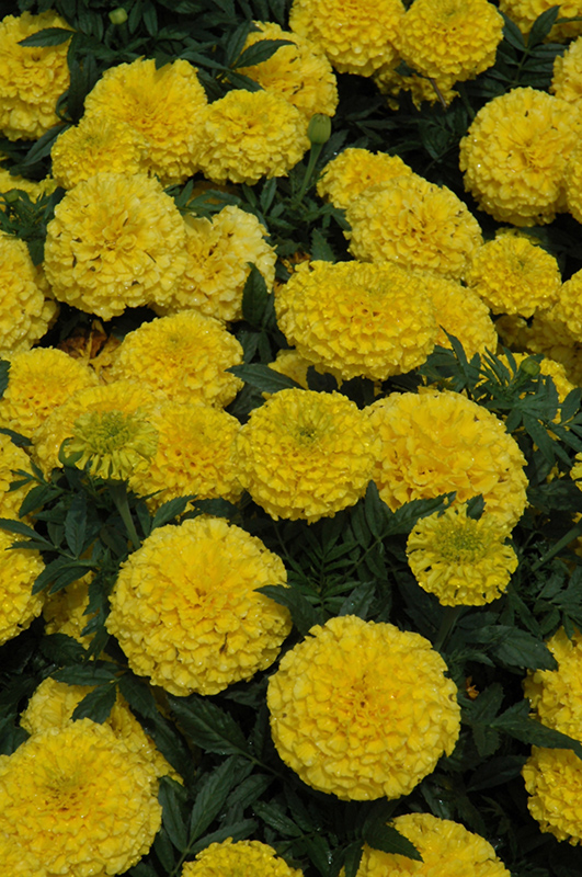 Taishan Yellow Marigold (Tagetes erecta 'Taishan Yellow') at Alsip Home and Nursery
