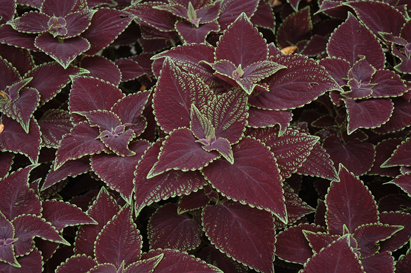 Abbey Road Coleus (Solenostemon scutellarioides 'Abbey Road') at Alsip Home and Nursery