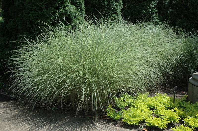 Morning Light Maiden Grass (Miscanthus sinensis 'Morning Light') at Alsip Home and Nursery