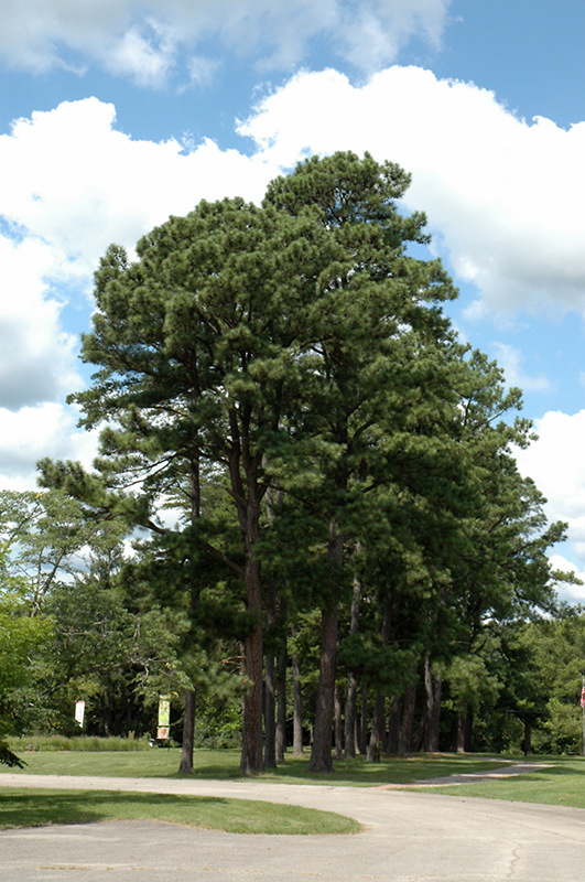 Austrian Pine (Pinus nigra) at Alsip Home and Nursery