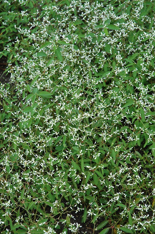 Breathless White Euphorbia (Euphorbia 'Balbrewite') at Alsip Home and Nursery