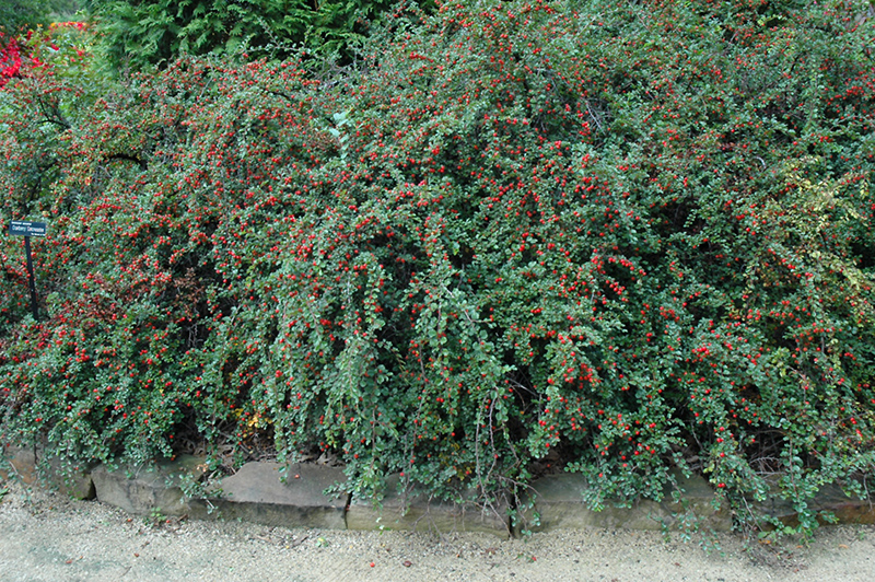 Cranberry Cotoneaster (Cotoneaster apiculatus) at Alsip Home and Nursery