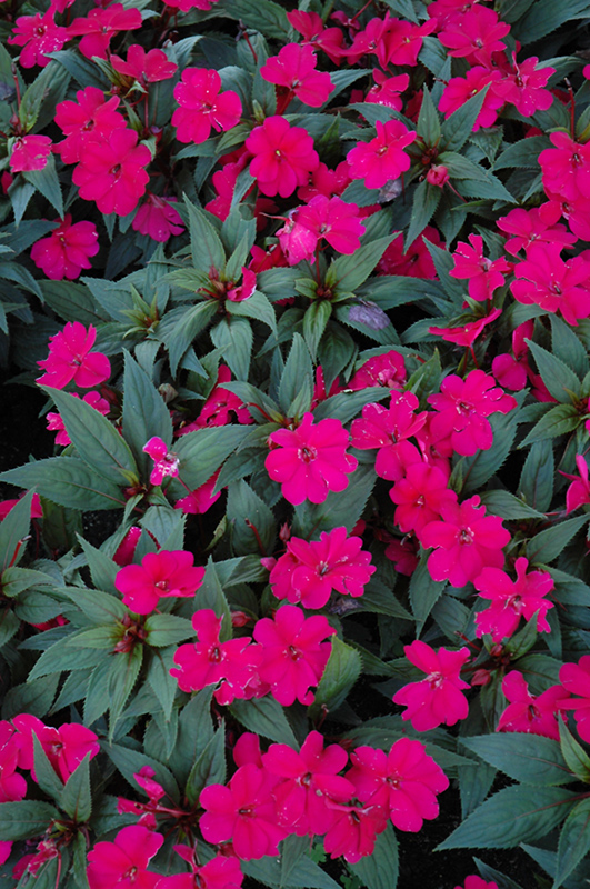 SunPatiens Compact Royal Magenta New Guinea Impatiens (Impatiens 'SunPatiens Compact Royal Magenta') at Alsip Home and Nursery