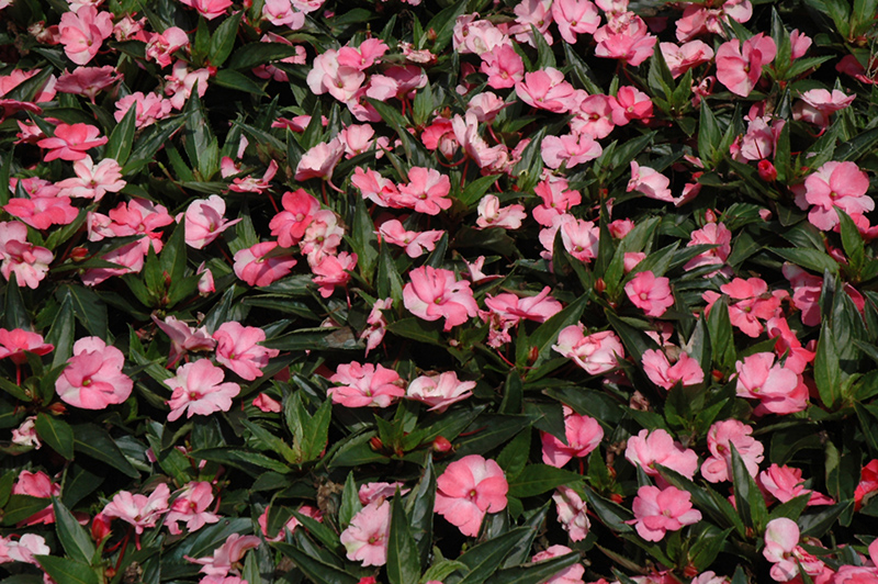 SunPatiens Spreading Pink Flash New Guinea Impatiens (Impatiens 'SunPatiens Spreading Pink Flash') at Alsip Home and Nursery