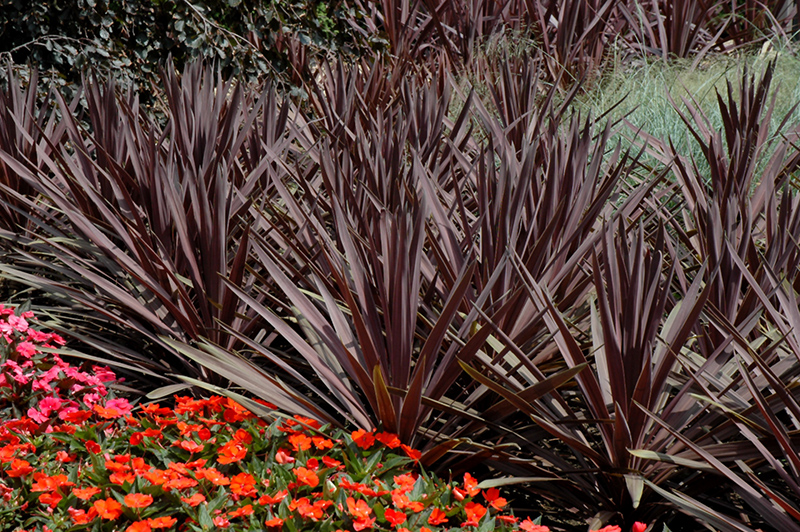 Red Sensation Grass Palm (Cordyline australis 'Red Sensation') at Alsip Home and Nursery