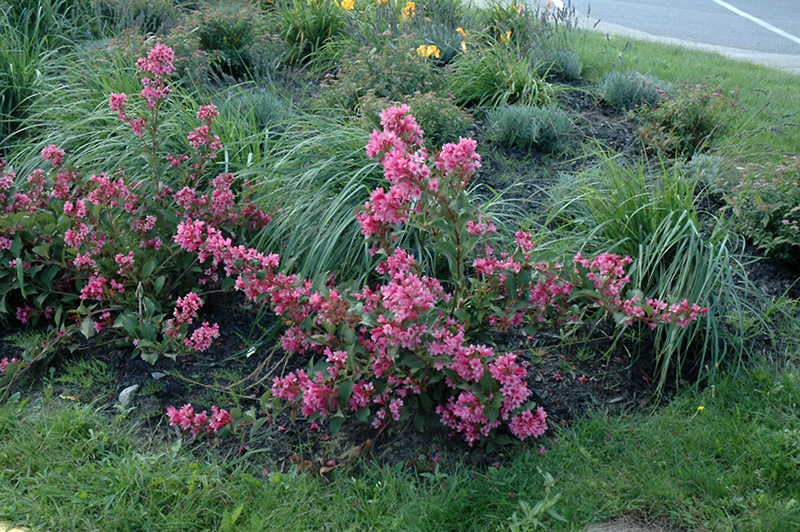 Sonic Bloom Pink Reblooming Weigela (Weigela florida 'Bokrasopin') at Alsip Home and Nursery