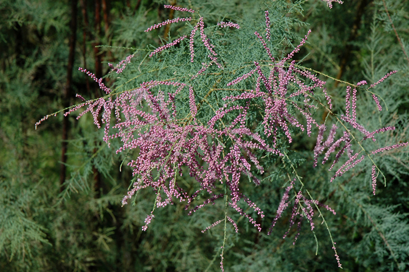 Pink Cascade Tamarisk (Tamarix ramosissima 'Pink Cascade') at Alsip Home and Nursery