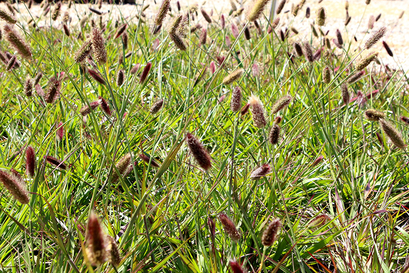 Red Bunny Tails Fountain Grass (Pennisetum massaicum) at Alsip Home and Nursery