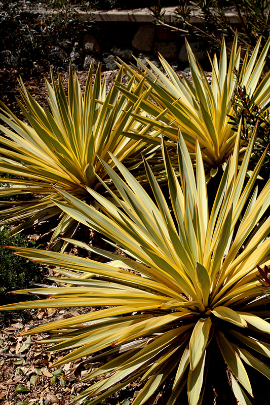 Bright Star Yucca (Yucca gloriosa 'Walbristar') at Alsip Home and Nursery