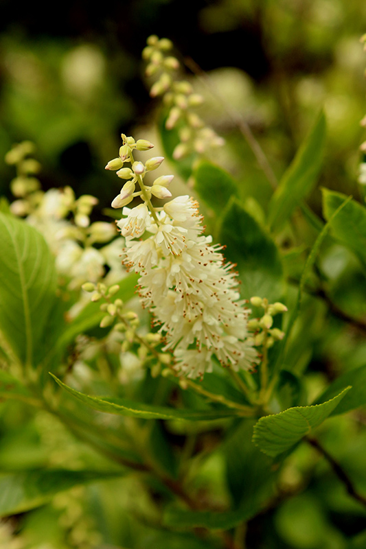 Summersweet (Clethra alnifolia) at Alsip Home and Nursery