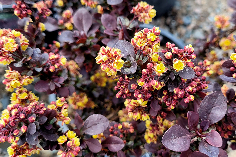Concorde Japanese Barberry (Berberis thunbergii 'Concorde') at Alsip Home and Nursery