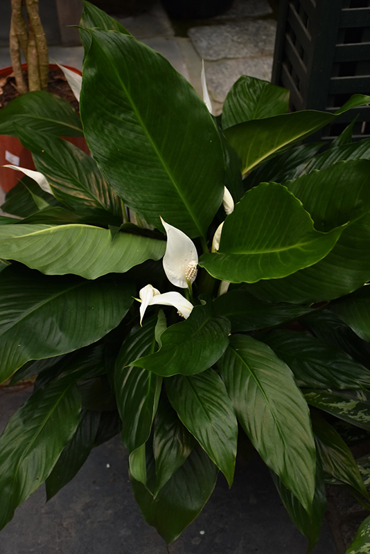 Peace Lily (Spathiphyllum wallisii) at Alsip Home and Nursery