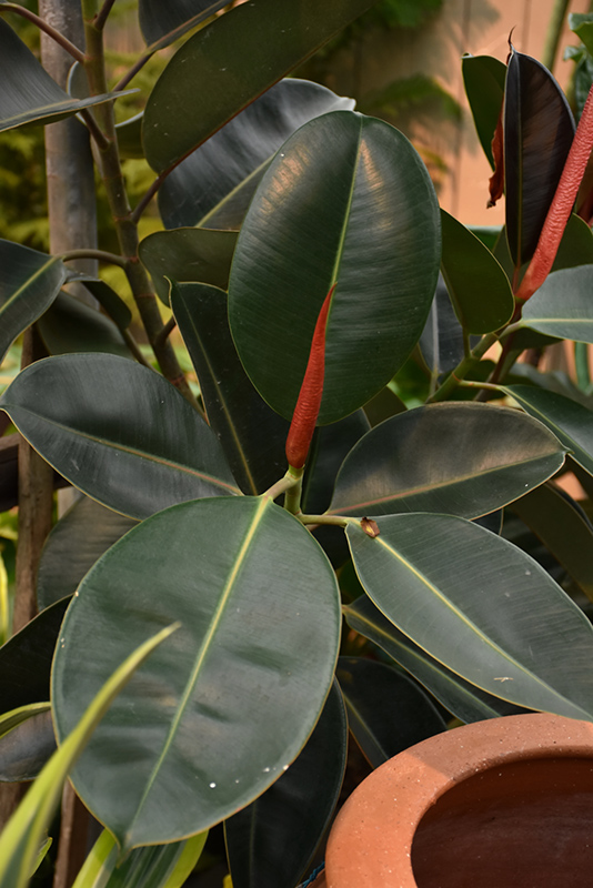 Rubber Tree (Ficus elastica) at Alsip Home and Nursery