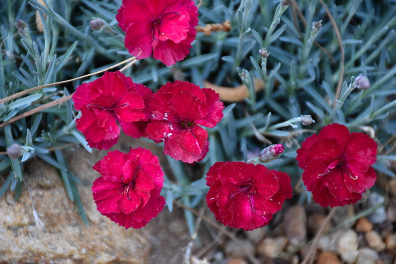 Frosty Fire Pinks (Dianthus 'Frosty Fire') at Alsip Home and Nursery