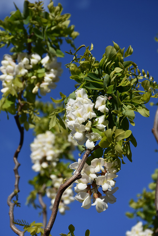 Twisted Baby Black Locust (Robinia pseudoacacia 'Lace Lady') at Alsip Home and Nursery