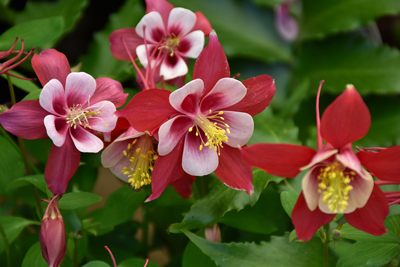 Origami Red and White Columbine (Aquilegia 'Origami Red and White') at Alsip Home and Nursery