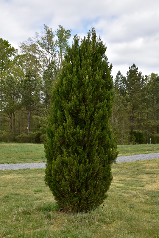 Spartan Juniper (Juniperus chinensis 'Spartan') at Alsip Home and Nursery