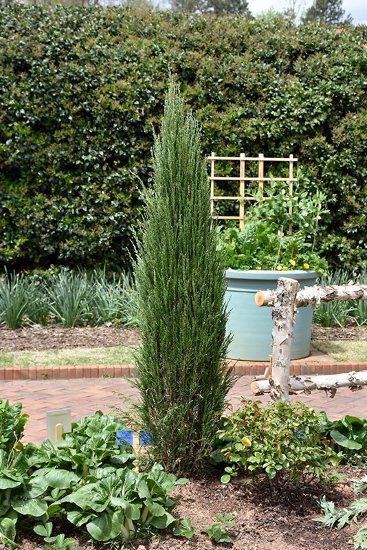 Blue Arrow Juniper (Juniperus scopulorum 'Blue Arrow') at Alsip Home and Nursery