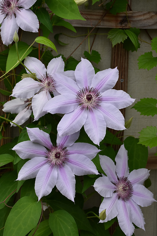 Nelly Moser Clematis (Clematis 'Nelly Moser') at Alsip Home and Nursery