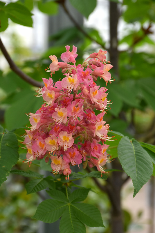 Fort McNair Red Horse Chestnut (Aesculus x carnea 'Fort McNair') at Alsip Home and Nursery