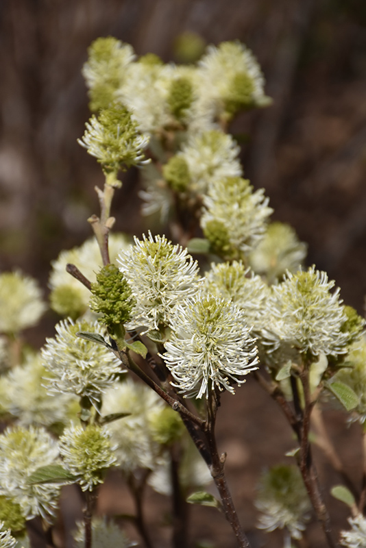 Mt. Airy Fothergilla (Fothergilla major 'Mt. Airy') at Alsip Home and Nursery