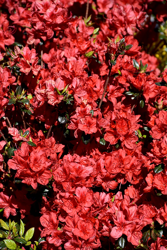 Stewartstonian Azalea (Rhododendron 'Stewartstonian') at Alsip Home and Nursery