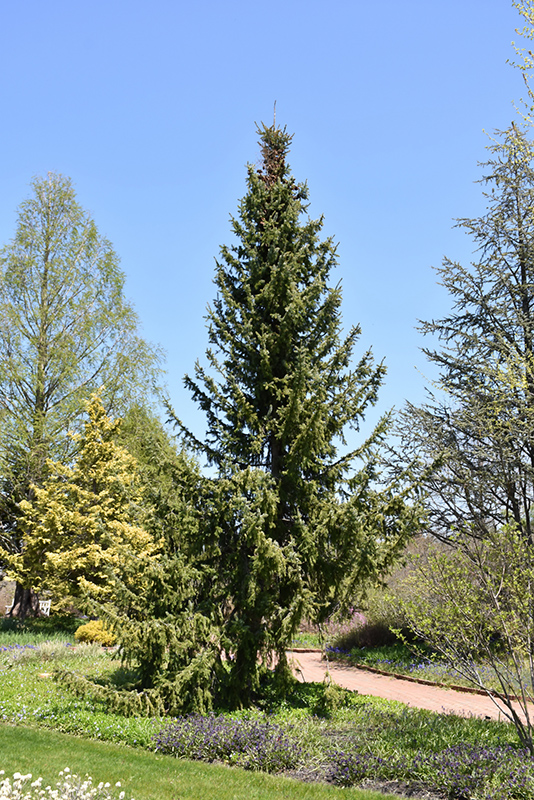 Serbian Spruce (Picea omorika) at Alsip Home and Nursery