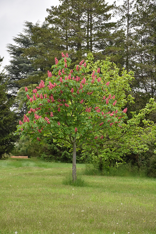 Fort McNair Red Horse Chestnut (Aesculus x carnea 'Fort McNair') at Alsip Home and Nursery