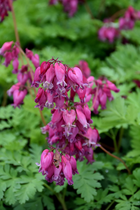 Luxuriant Bleeding Heart (Dicentra 'Luxuriant') at Alsip Home and Nursery