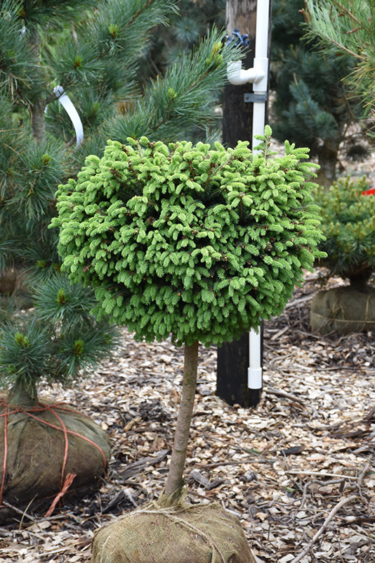 Little Gem Spruce (tree form) (Picea abies 'Little Gem (tree form)') at Alsip Home and Nursery