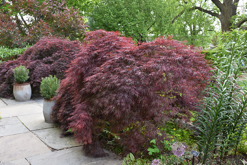 Crimson Queen Japanese Maple (Acer palmatum 'Crimson Queen') at Alsip Home and Nursery